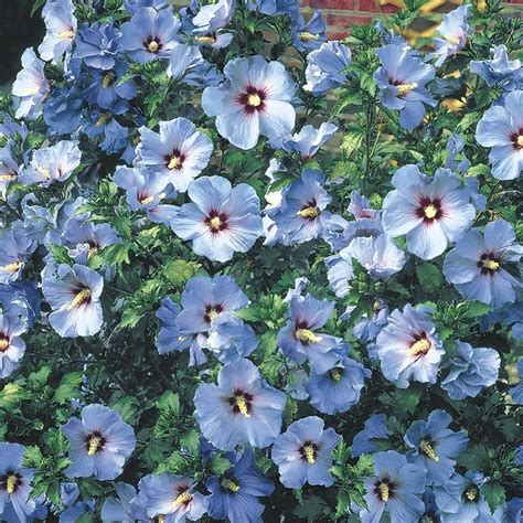 Gardens Alive 16 Oz Blue Bluebird Rose Of Sharon Althea Flowering Shrub In Pot 65985 In 2020