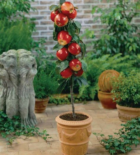 Top Dwarf Fruit Trees You Can Plant In A Mini Garden