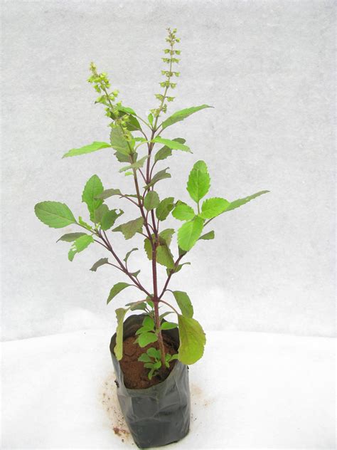 Tulsi Tree Images Galleries With A Bite