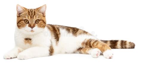 Cute Cat Lying Isolated On White Beautiful Cat Lie Down Look To Right
