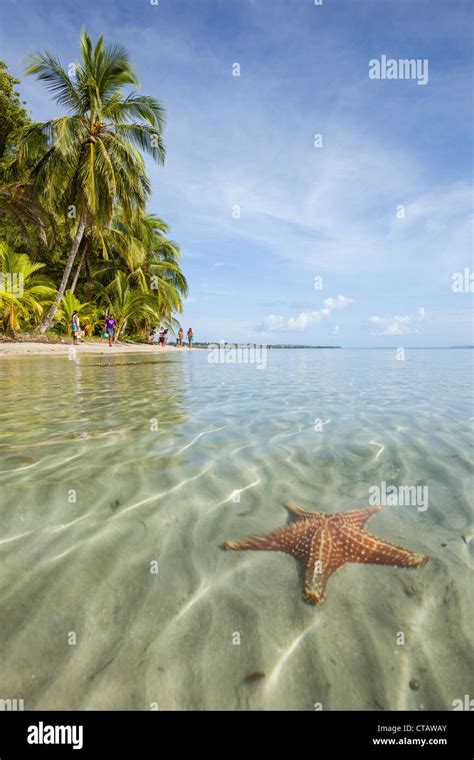 Orange Sea Star At Starfish Beach On Isla Colon Bocas Del Toro Panama
