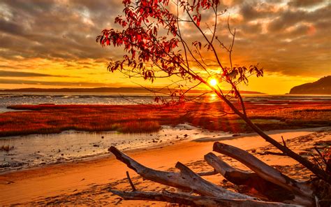 Autumn Tree By The Ocean Hd Wallpaper Background Image