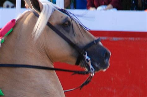 Bocados Para Caballos Tipos Y Uso De Frenos Experto Ecuestre