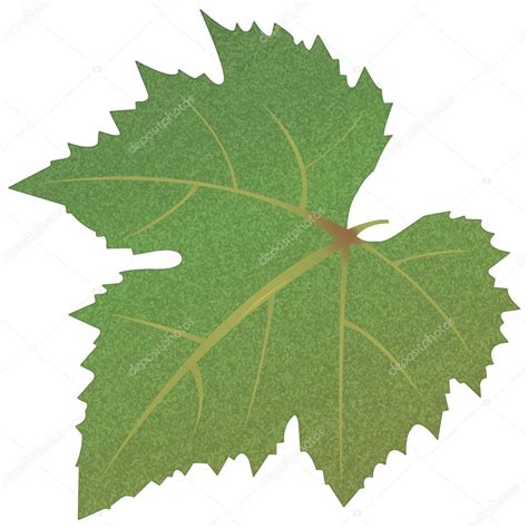 Grape Leaves Stock Vector By ©aleksandr7474 43431937