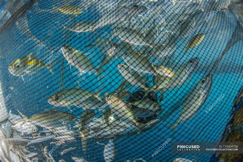 Fishing Net With Fish Inside — Aquatic Color Image Stock Photo