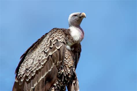 43 Vivid Facts About Vultures Fact City