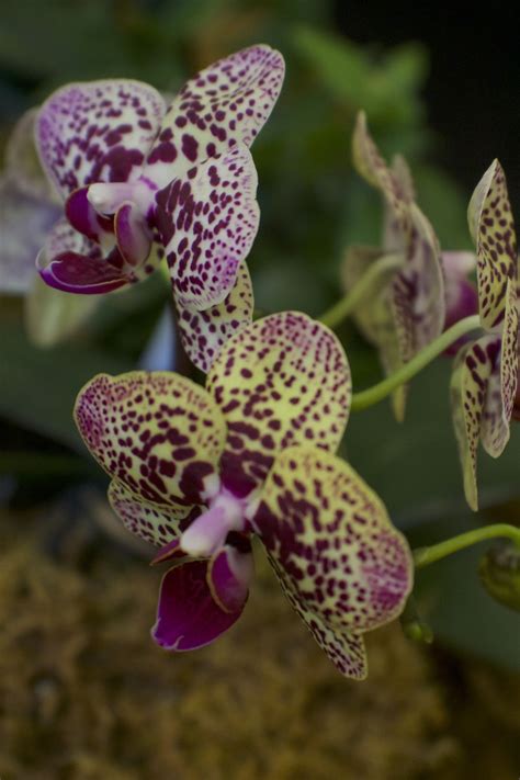 Toronto orchid show | Orchid show, Orchid photography, Orchids
