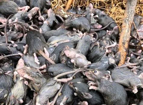 Apocalyptic Mouse Plague On The March Across Australia In Videos