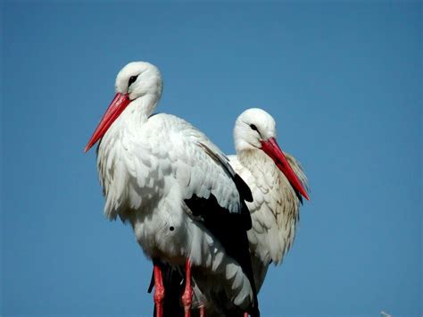 Birdlife International Y Socios En 50 Países Entre Ellos España