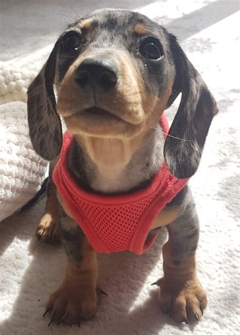 Best Harnesses For Dachshunds — Dachshund Friends