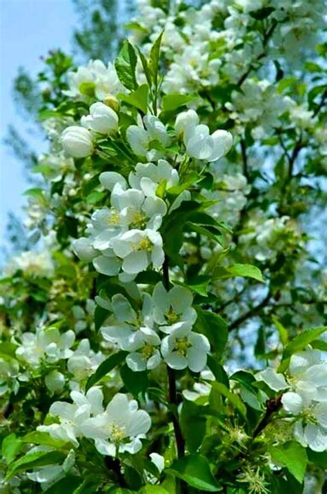 جمال الطبيعة Spring Flowers Spring Snow Crabapple Crabapple Tree