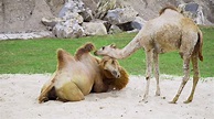 Camels play together on the sand and have a rest, animals in the zoo ...