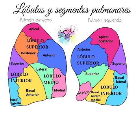 Lóbulos Y Segmentos Del Pulmon Pulmones Anatomia Anatomía Médica