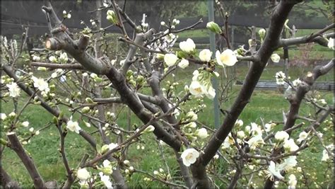 How To Prune A Plum Tree The Garden