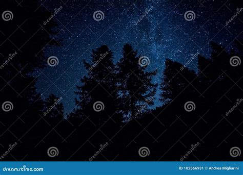 Starry Night In The Sky With Trees Silhouettes Stock Image Image Of