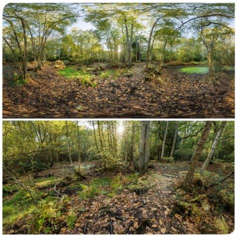 360 Hdri Panorama Of Forest In 30k 15k And 4k Resolution