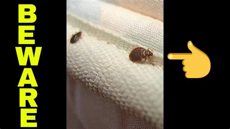 Signs Of Bed Bugs Beware Youtube