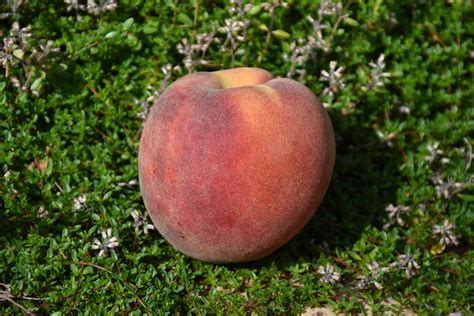 Elberta Peach Prunus Persica Elberta In Denver Centennial Littleton