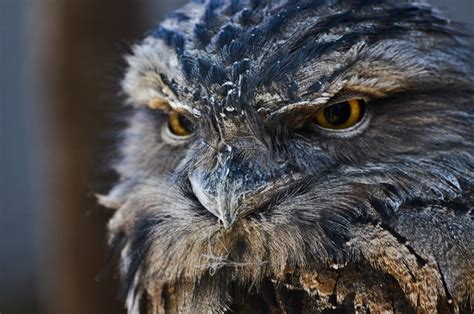 Glaucidium Passerinum Owls Beak Glance Rare Gallery Hd