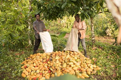 Cocoa Farmers Decry Fake Seedlings On Market Chimpreports