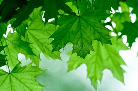 A usually green, flattened, lateral structure attached to a stem and functioning as a principal organ of photosynthesis and. Green maple leafs stock photo. Image of golden ...