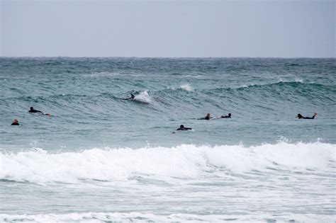 Pod Of Dolphins Approach Surfers Off Porthmeor Beach In St Ives