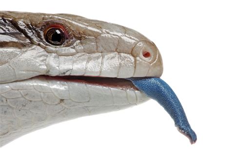 Moody Blues Lizards Avoid Predation By Scaring The Hell Out Of