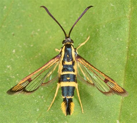 Clearwing Moths Flickr