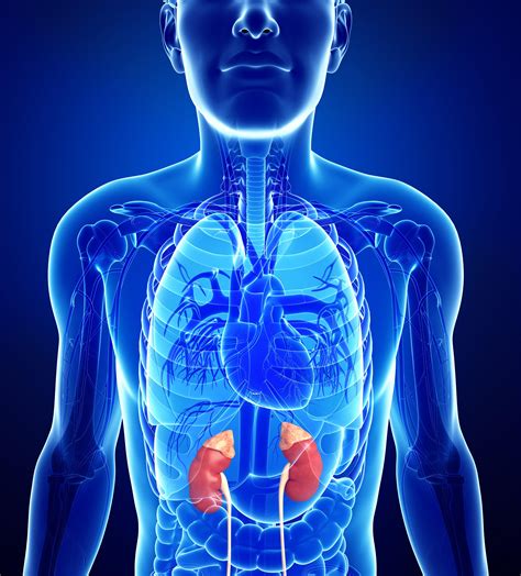 Adrenal Gland Disorders Addisons Disease Medlineplus