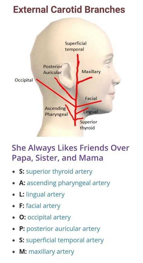 Historically, vascular surgeons evaluate patients with carotid artery disease and make decisions with the patients regarding medical or surgical management; Branches of External Carotid Artery ... #MEDICAL-HEALTH ...