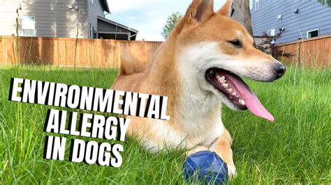 Our Dog Has Seasonal Allergies What We Learned And Tips For You Youtube