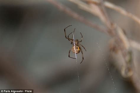 Male Brown Widow Spiders Prefer Sex With Females More Likely To Eat