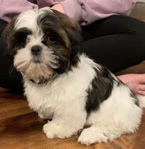 Shih Tzu Puppies For Sale Rochester Ny 325057