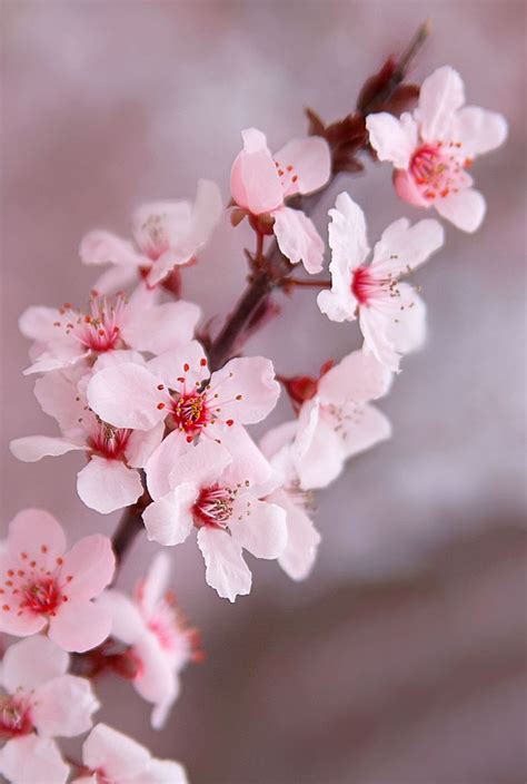 Cherry Blossoms At Abq Biopark Botanic Garden