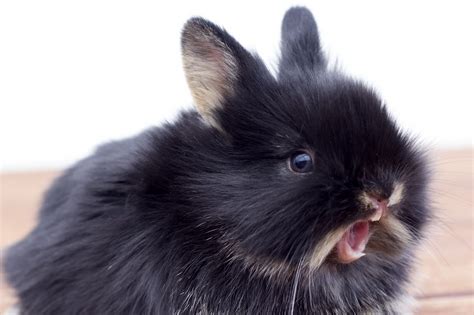 What To Do If Your Rabbit Has Overgrown Teeth