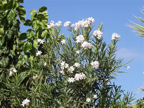 Nerium Oleander Tree