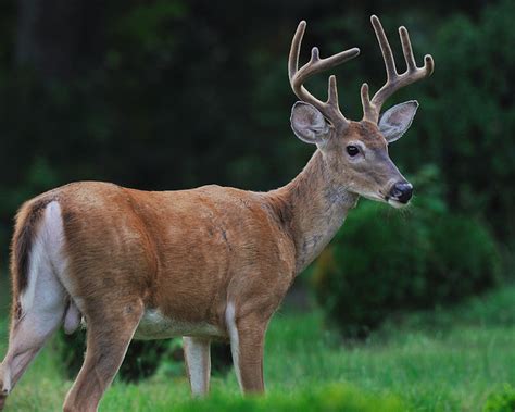 8 Point Buck Pretty Buck By Angel Cher ♥ Flickr Photo Sharing