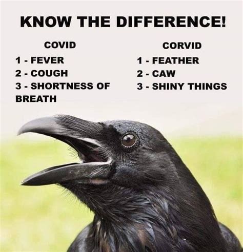 Know The Difference It Can Save Lives R Coronavirusmemes Coronavirus Outbreak