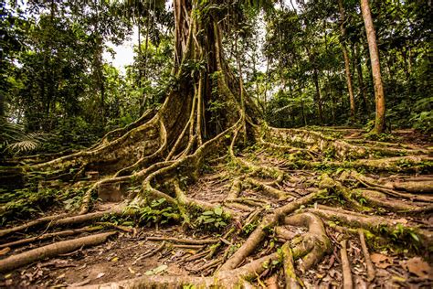 Top 10 Medicinal Plants Of The Amazon Rainforest Cruises