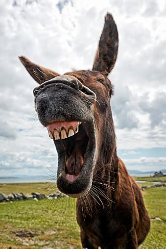 Laughing Donkey Stock Photo Download Image Now Donkey Humor