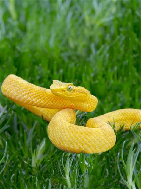 Garden Snake Facts
