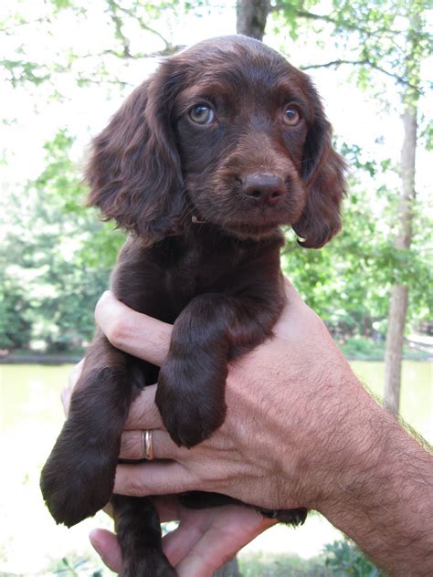 This breeder is a member of. Boykin Puppies For Sale