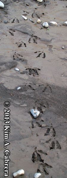 Animal Tracks Common Merganser