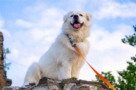 The 7 Best Dog Foods For Great Pyrenees In 2024 Pup Junkies