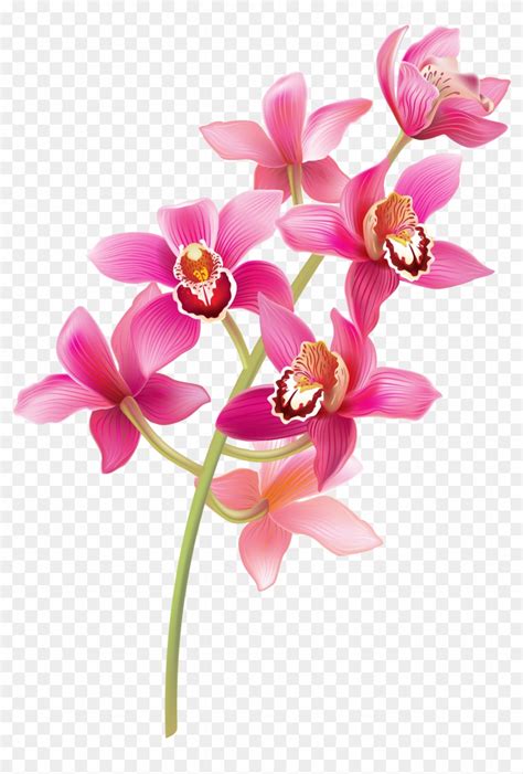Orchid Clipart Orchid Flower Orchids Png Free Transparent Png