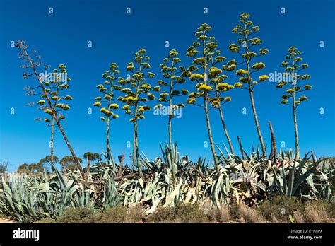 Landscape Flowering Sisal Plants Agave Hi Res Stock Photography And
