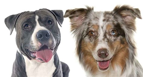 Australian Shepherd Pitbull Mix Everything You Need To Know 2022