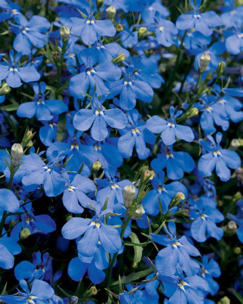 Top 10 Beautiful Shade Loving Flowers Page 8 Of 10 Top Inspired