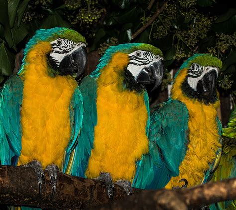Parrots Animal Bird Branch Parrot Tree Hd Wallpaper Peakpx