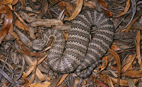 Australian Adders